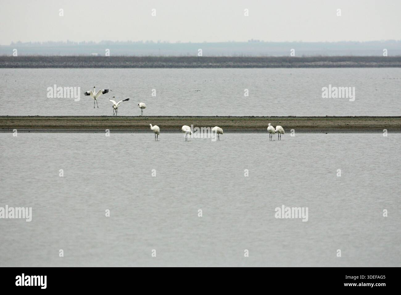 Grus americana tanzt aufgeregt während der Migration Cheyenne Bottoms National Wildlife Refuge Kansas USA Stockfoto