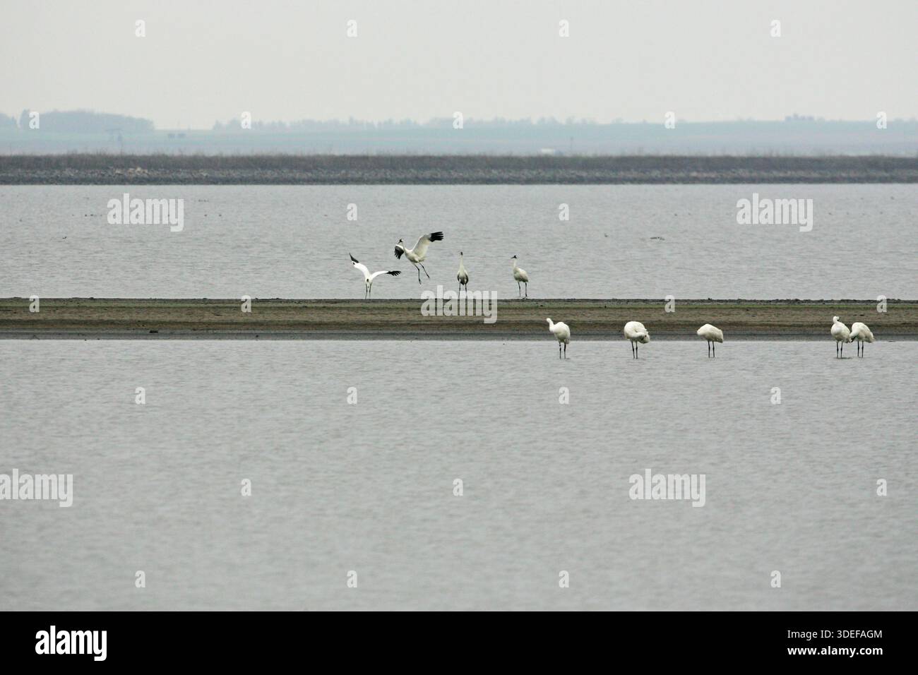 Grus americana tanzt aufgeregt während der Migration Cheyenne Bottoms National Wildlife Refuge Kansas USA Stockfoto