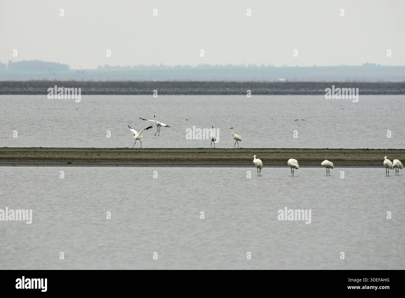 Grus americana tanzt aufgeregt während der Migration Cheyenne Bottoms National Wildlife Refuge Kansas USA Stockfoto