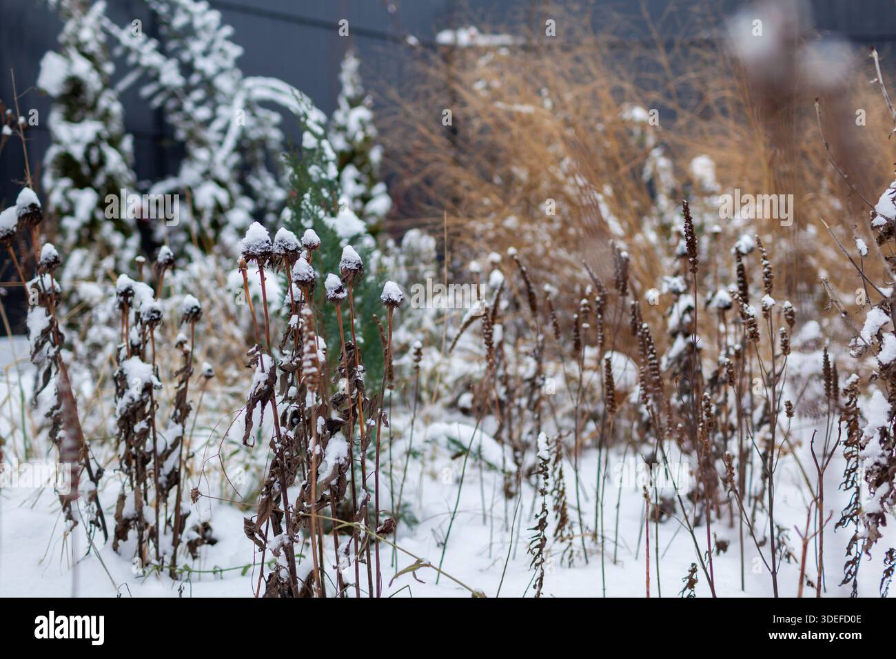 Trockene Samenköpfe von Echinacea, agastache, Ziergräser, immergrüne Bäume mit Schnee. Schneebedeckter Wintergarten. Winterinteresse mit Stauden Stockfoto