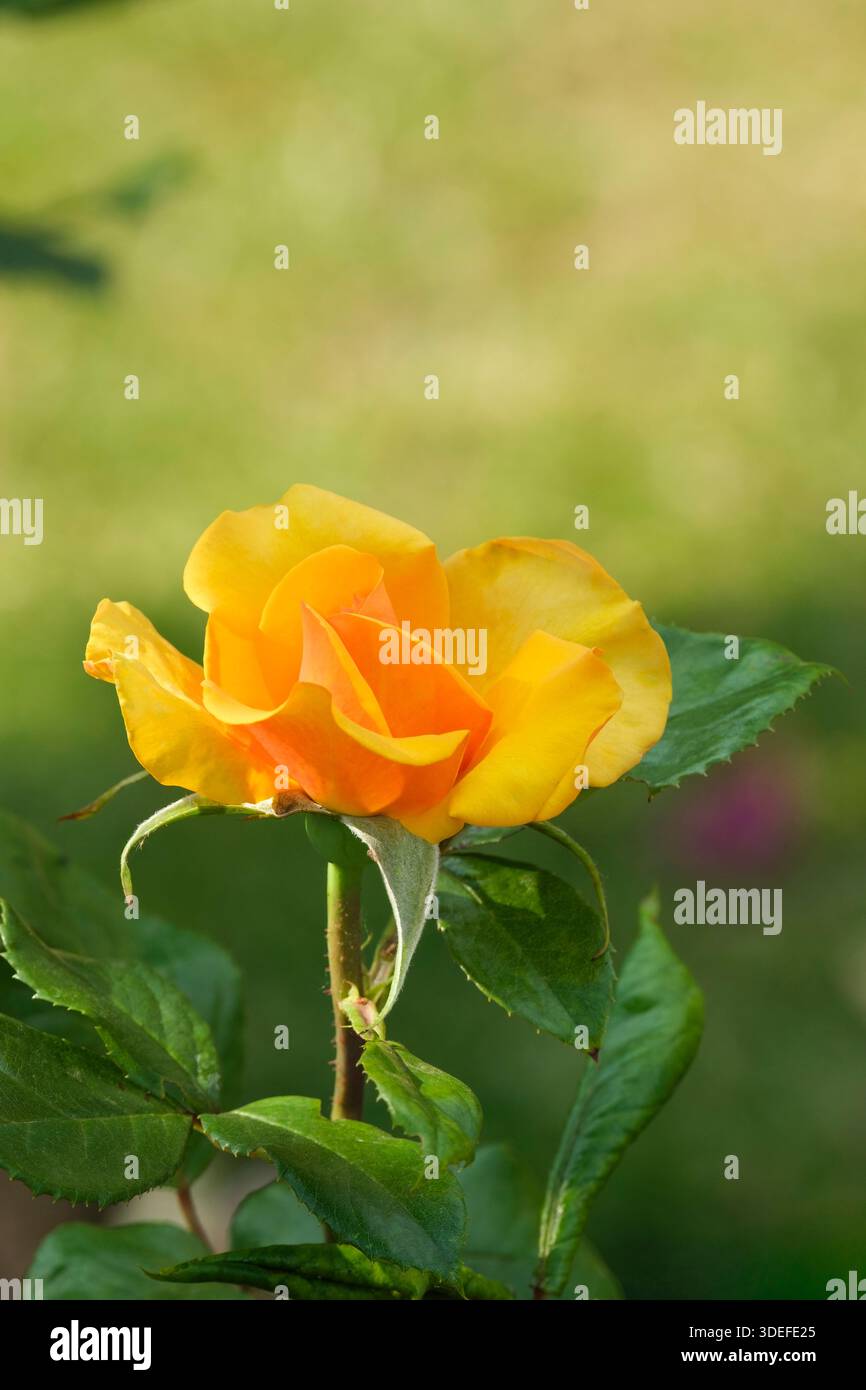 Rose einfach die beste, Rose Macamster, Hybrid Tee, verbrannte Orangenblüte im Sommer Stockfoto