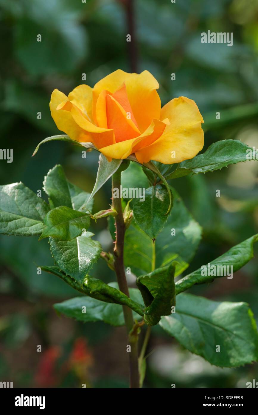 Rose einfach die beste, Rose Macamster, Hybrid Tee, verbrannte Orangenblüte im Sommer Stockfoto