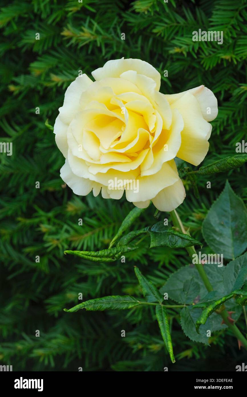 Rosa Glorious, Rosa Interictira, Rose Glorious, Rose Interictira, Large, doppelte, blassgelbe Blüten Stockfoto