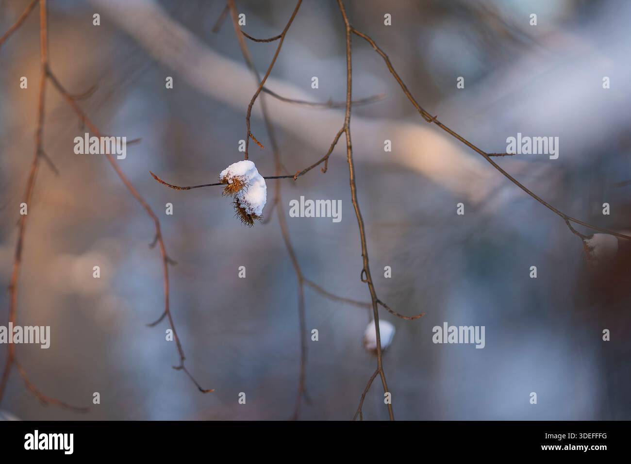 Schneebedeckte Buchennüsse, die an einem Wintertag an zarten Zweigen hängen, mit weichem blauem Hintergrund und geringer Schärfentiefe. Stockfoto