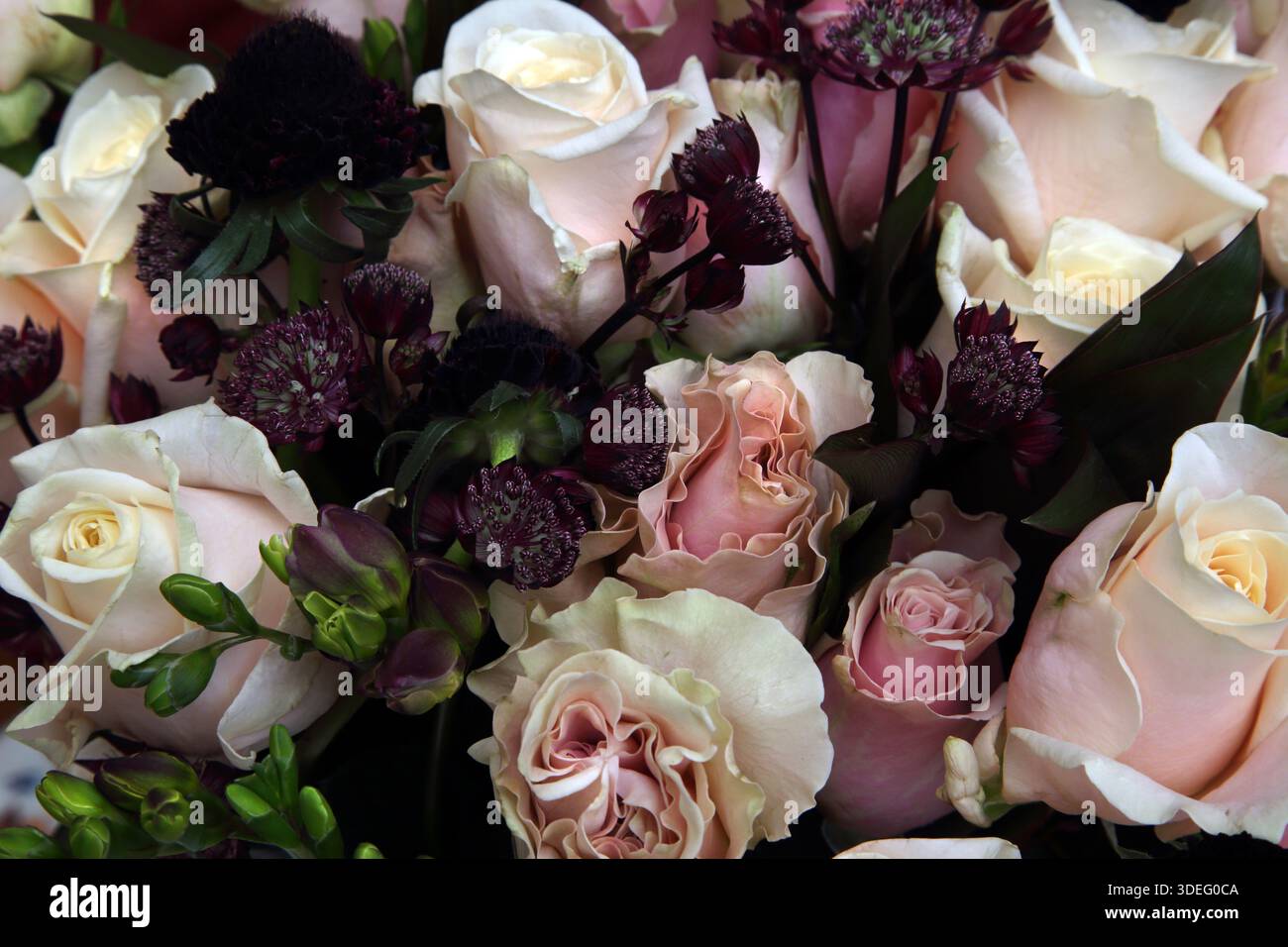 Nahaufnahme eines Blumenstraußes aus weißen und rosa Rosen Stockfoto