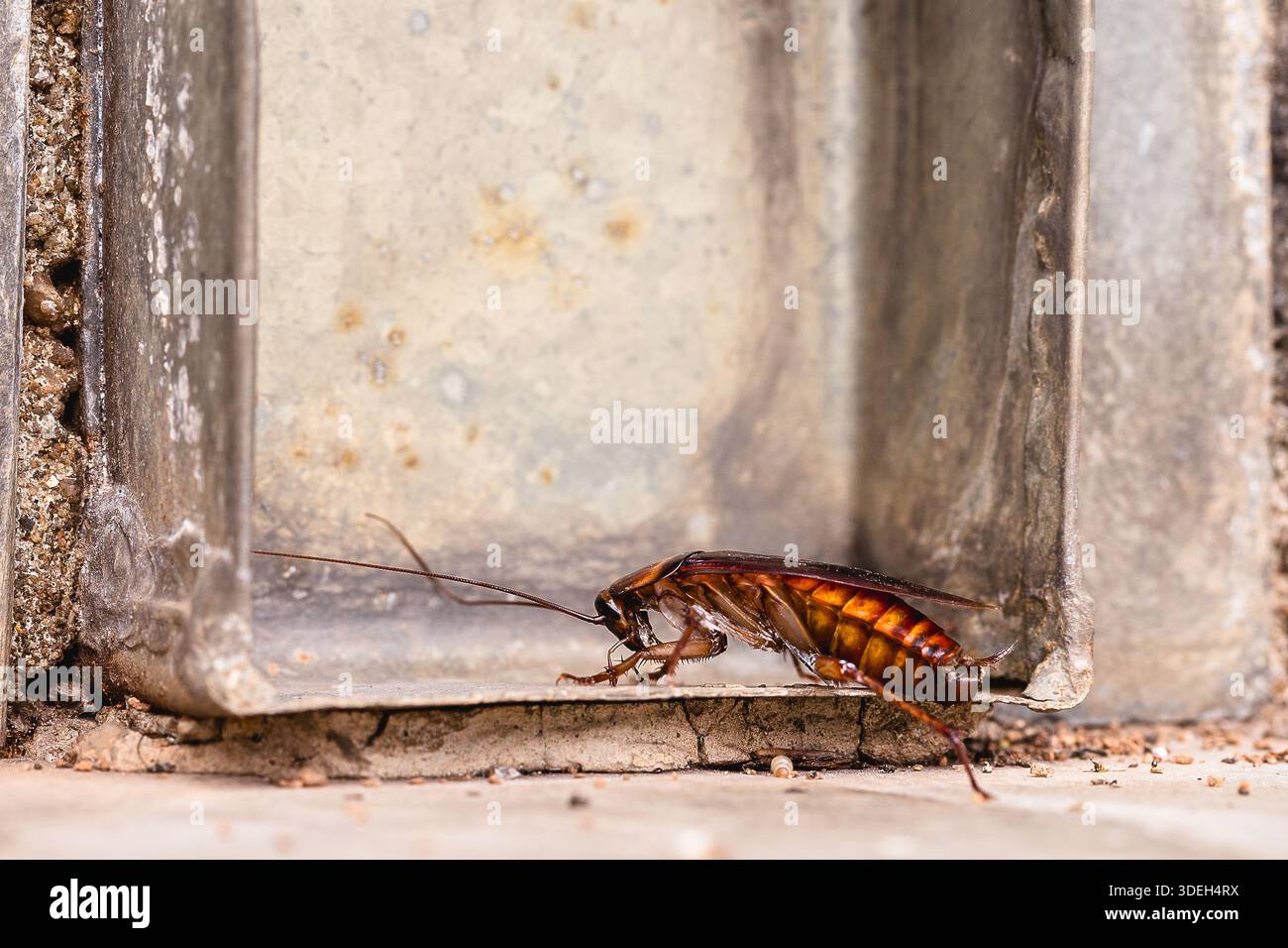 Kakerlake kommt aus einer Regenrinne im Hof, Schädling, Insektenbefall Stockfoto