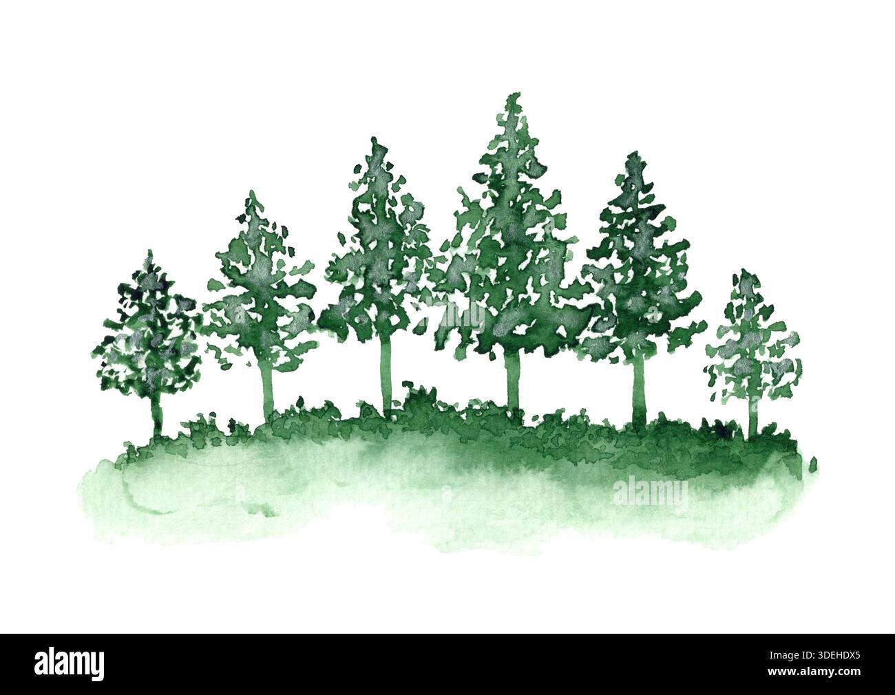 Grüne Nadeltannen und Gras Stockfoto