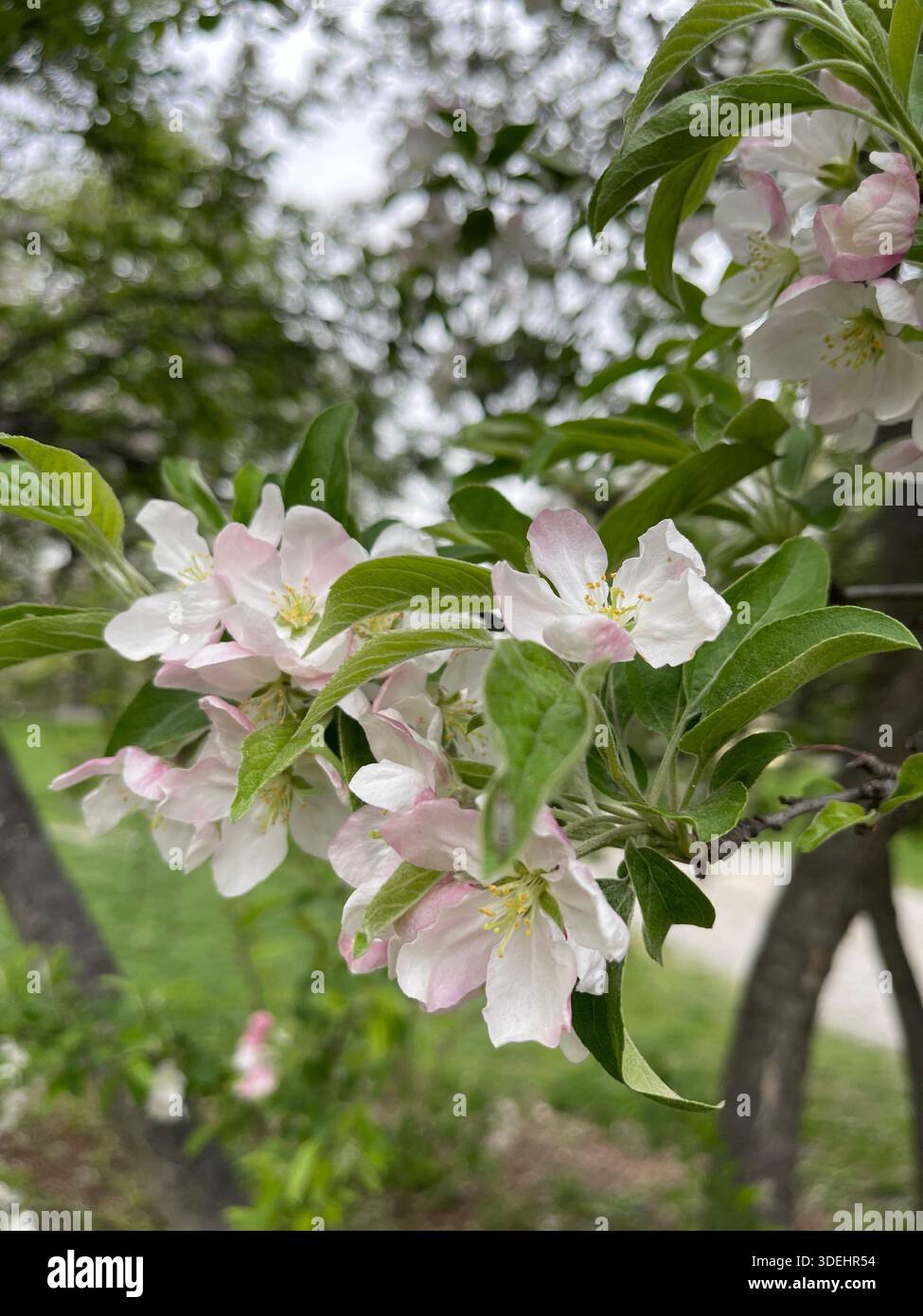 Blühende Krabbenbäume füllen den Central Park mit sanften Frühlingsfarben in New York City. Stockfoto