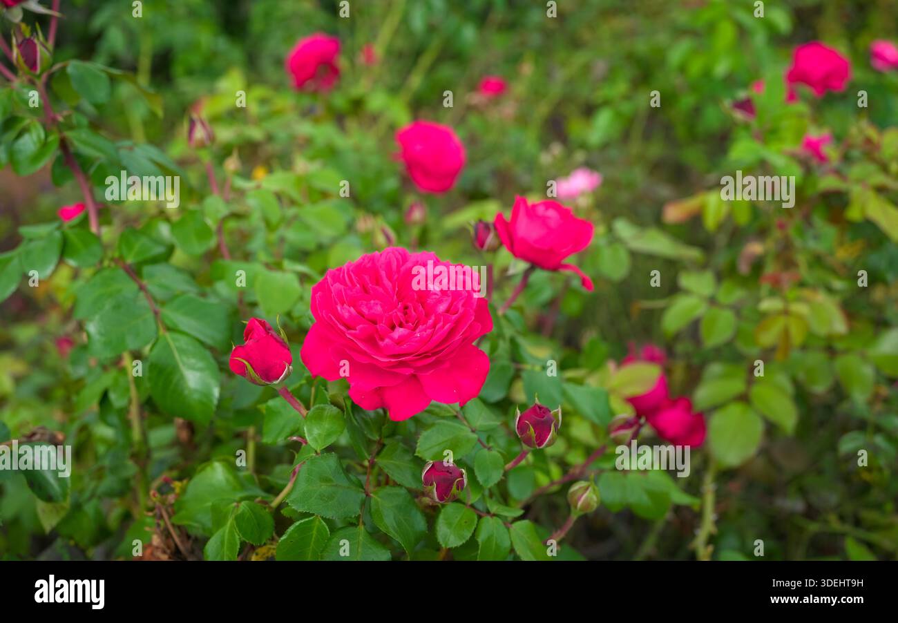 Rote Rose Farm oder Garten. Stockfoto