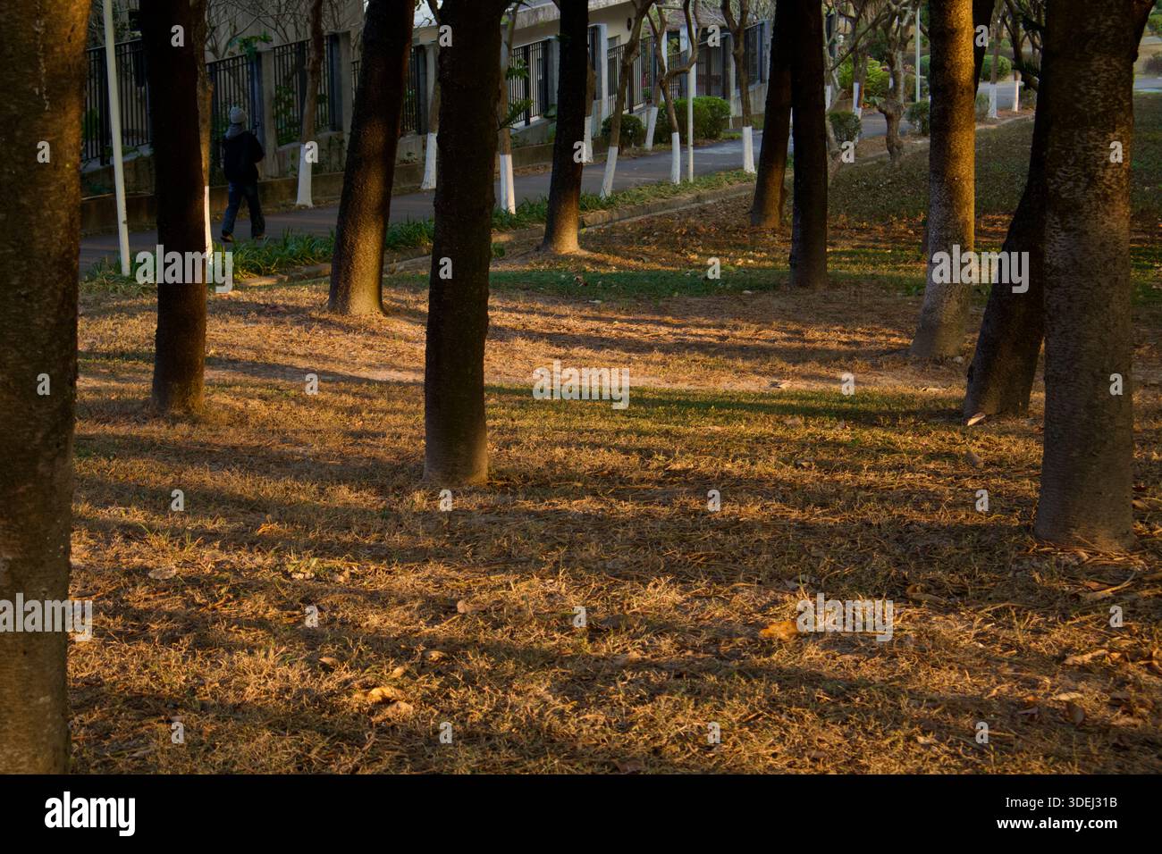 Bäume, Rasen und Lichter im Park im frühen Winter. Stockfoto