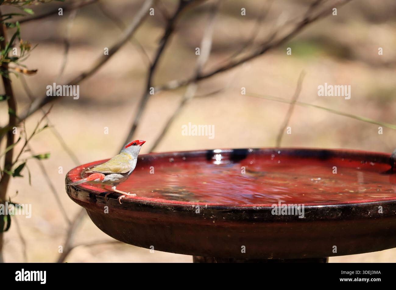 Rotbrauenfinke (Neochmia temporalis) in Birdbath, South Australia Stockfoto