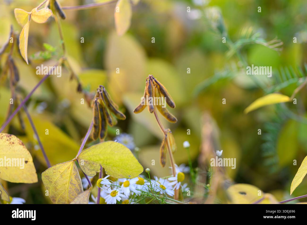 Schließen Sie Sojabohnenschoten neben Gänseblümchen strukturierte Stiele, kleine weiße Blüten, Wassertropfen, intime Makroperspektive, die an langsames Leben und natürliche Foo erinnern Stockfoto