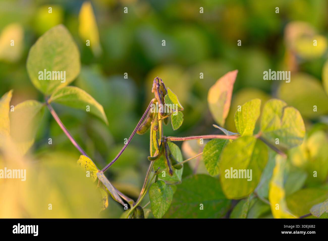 Junge Sojabohnen-Schoten in scharfem Fokus, papierförmige Schoten-Textur und feine Haare sichtbar, subtile Farbvariationen, die auf Nährstoffstatus hinweisen, wissenschaftlich Stockfoto
