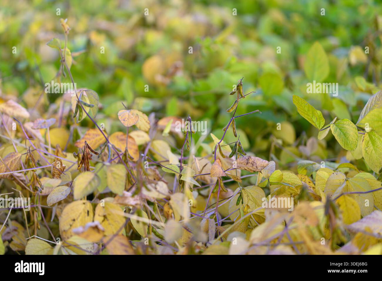 Junge Sojabohnenreihen, die die biologische Verantwortung widerspiegeln, gemischte Blatttöne mit Überbleibseln der Überlandpflanzen, Vorschläge ohne Einsicht, nachhaltige Praxis-Stimmung, ruhiges Kuh Stockfoto