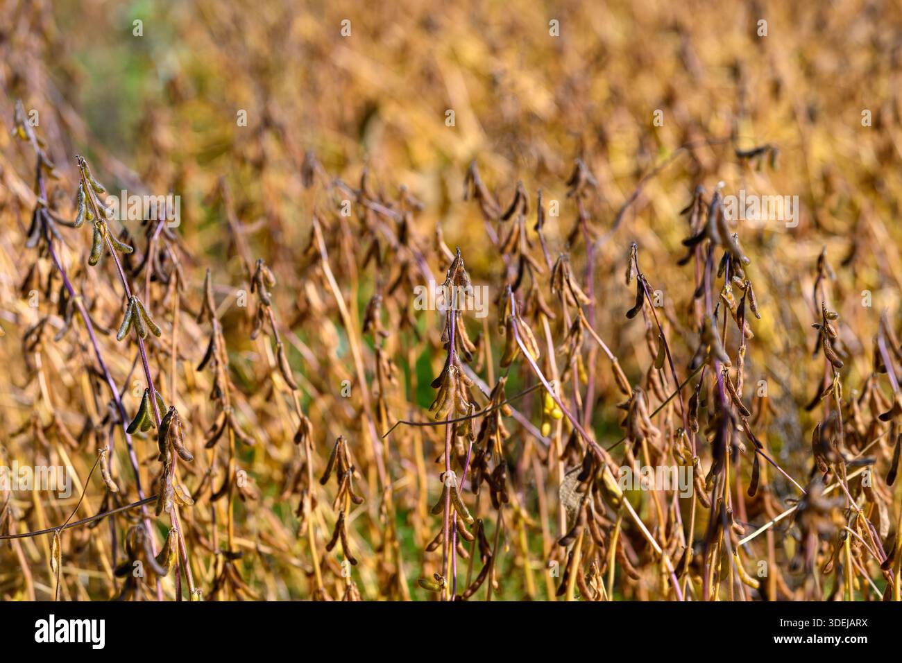Sojabohnenreihen in der Spätsaison, die regenerative Praxis und Bodengesundheit betonen, gedämpfte goldene Palette und strukturierte Pflanzlinien deuten auf pur hin Stockfoto