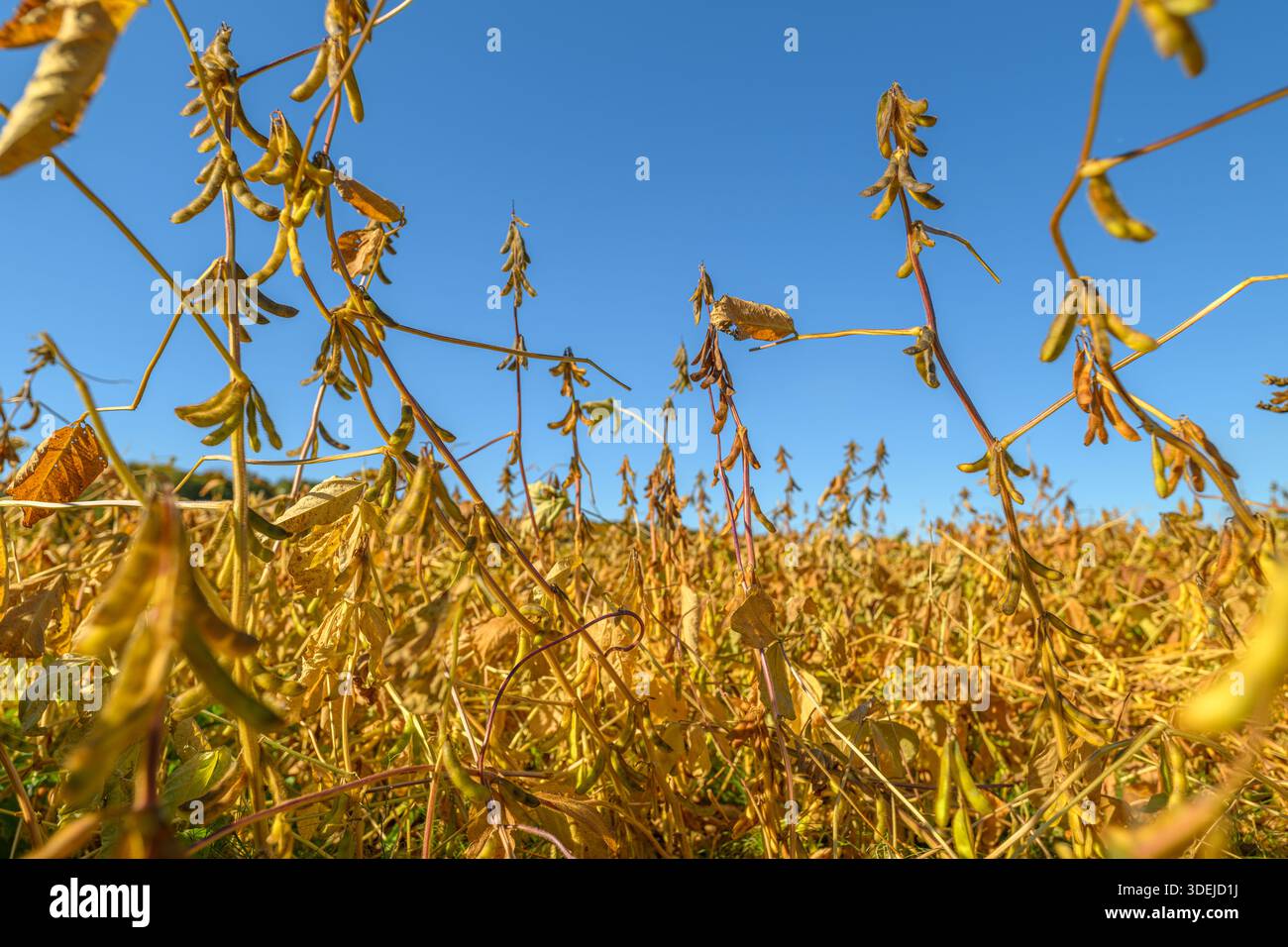 goldenes Sojabohnenfeld unter blauem Himmel, reife Schoten auf hohen, zum Horizont hin erstreckenden Stängeln, warmes Licht am späten Nachmittag, trockene strukturierte Blätter und Stängel, z. B. Stockfoto