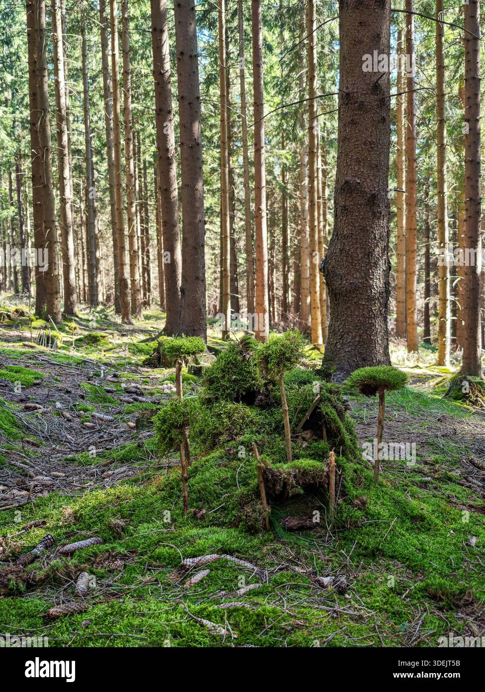 Miniatur-Moosstrukturen am Fuße hoher Fichtenbäume in einem sonnendurchfluteten Wald. Stockfoto