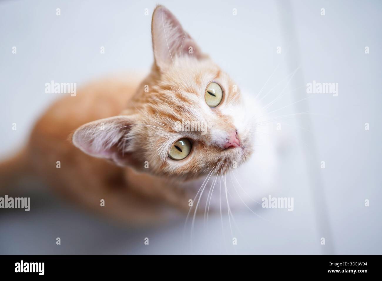Schöne orangene und weiße Katze, die sich hinlegt und den Kopf neigt. Neugierige Hauskatze mit grünen Augen. Scharfes Tierporträt Stockfoto