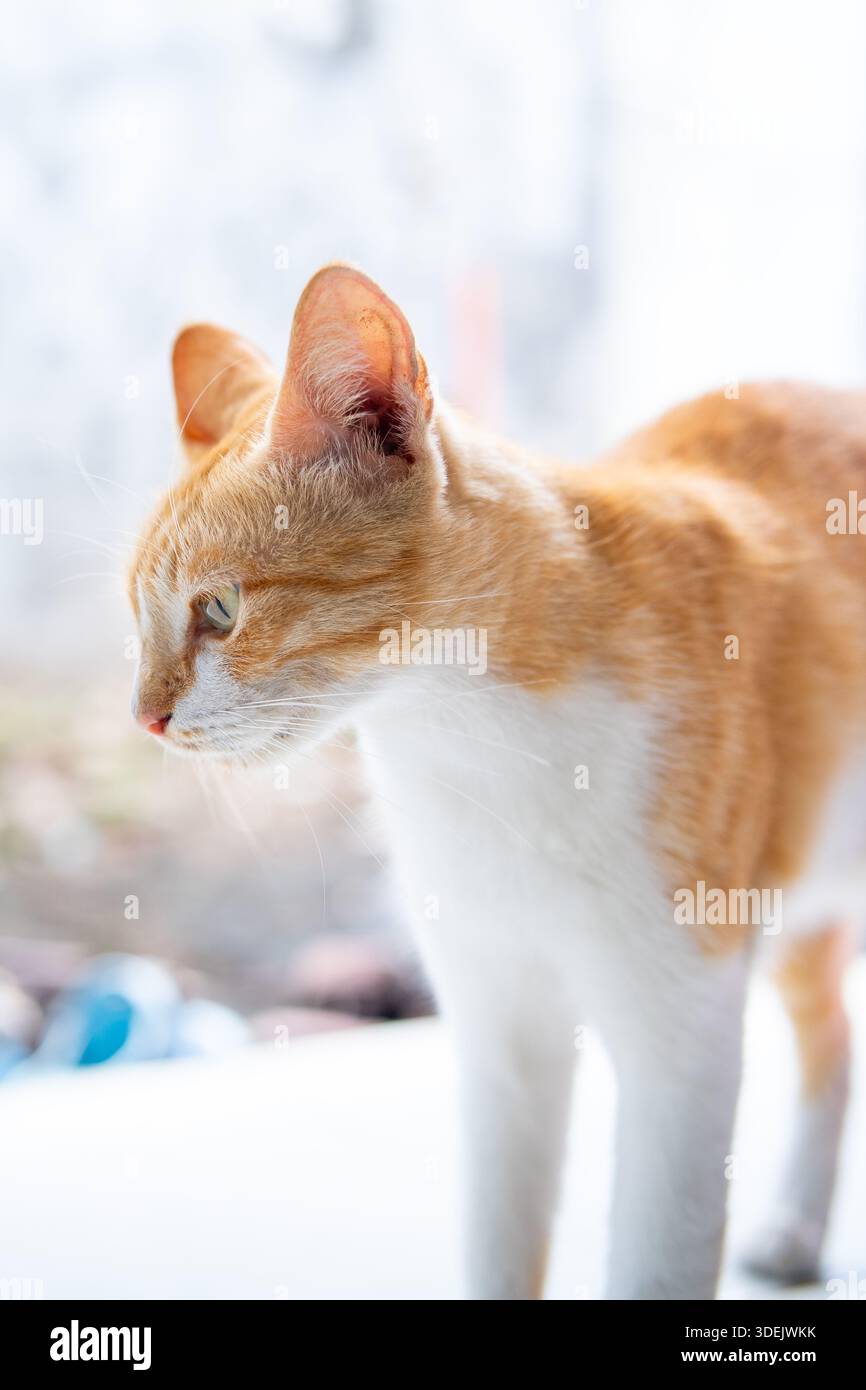 Profilansicht einer stehenden Ingwer- und weißen Tabby-Katze. Fokussierte Katze, die bei hellem Tageslicht beiseite blickt Stockfoto