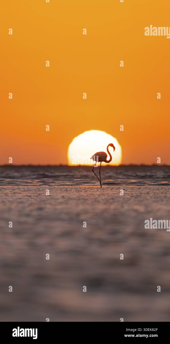 Einzelner rosafarbener Flamingo (Phoenicopterus roseus) direkt vor der untergehenden Sonne, Hintergrundbeleuchtung, Sonnenuntergang, Lagune an Walfish Bay, Erongo, Namibia Stockfoto