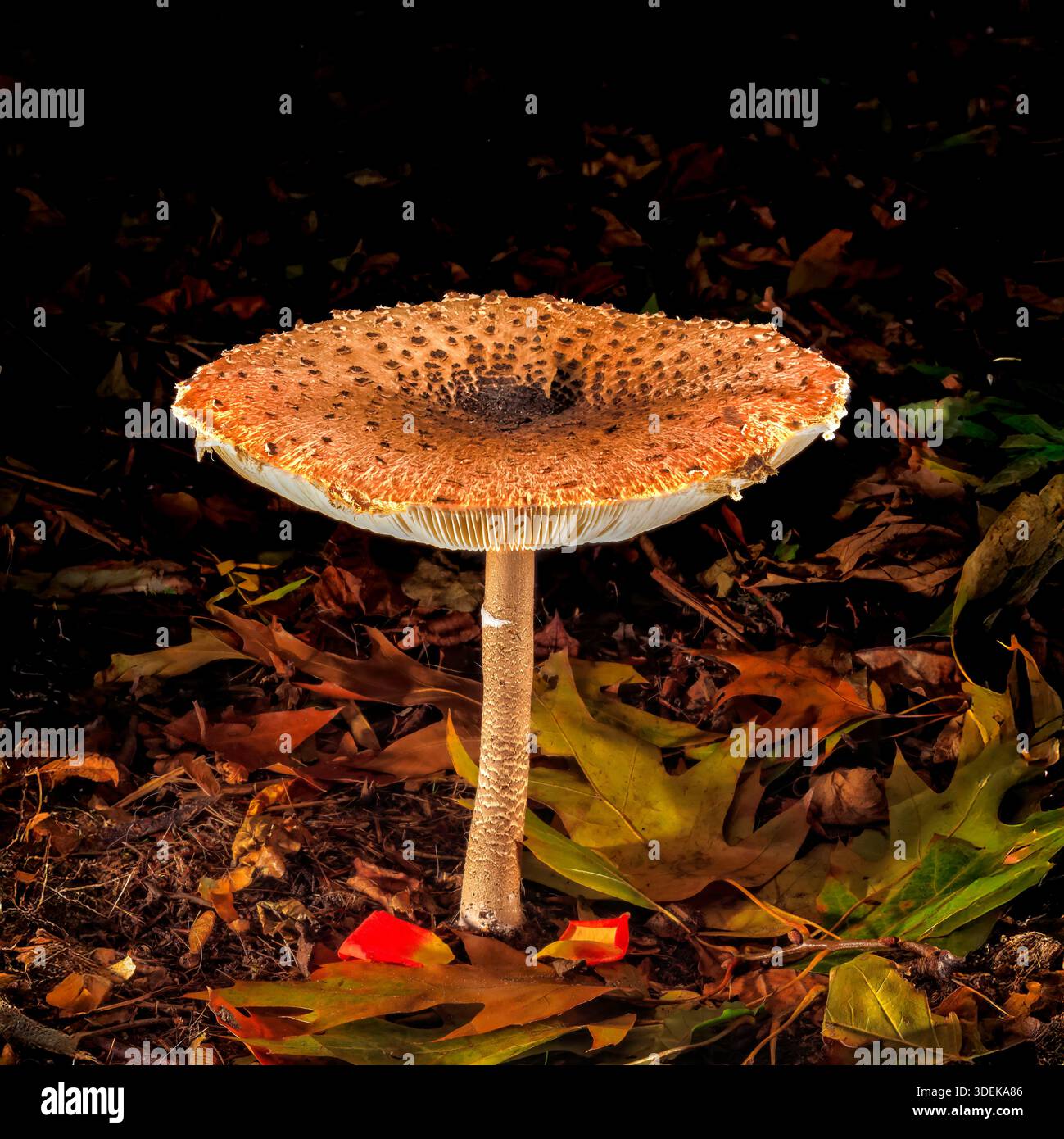 Beleuchteter Sonnenschirmpilz im dunklen Herbstwald riesiger Sonnenschirmpilz im Herbstwald beleuchtet|Moody Herbstwald Szene Stockfoto
