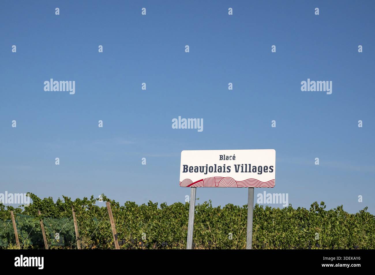 Ein offizielles Schild aus der Appellation Beaujolais Villages in der Gemeinde Blace steht vor einem weitläufigen Weinberg unter hellblauer Sum Stockfoto