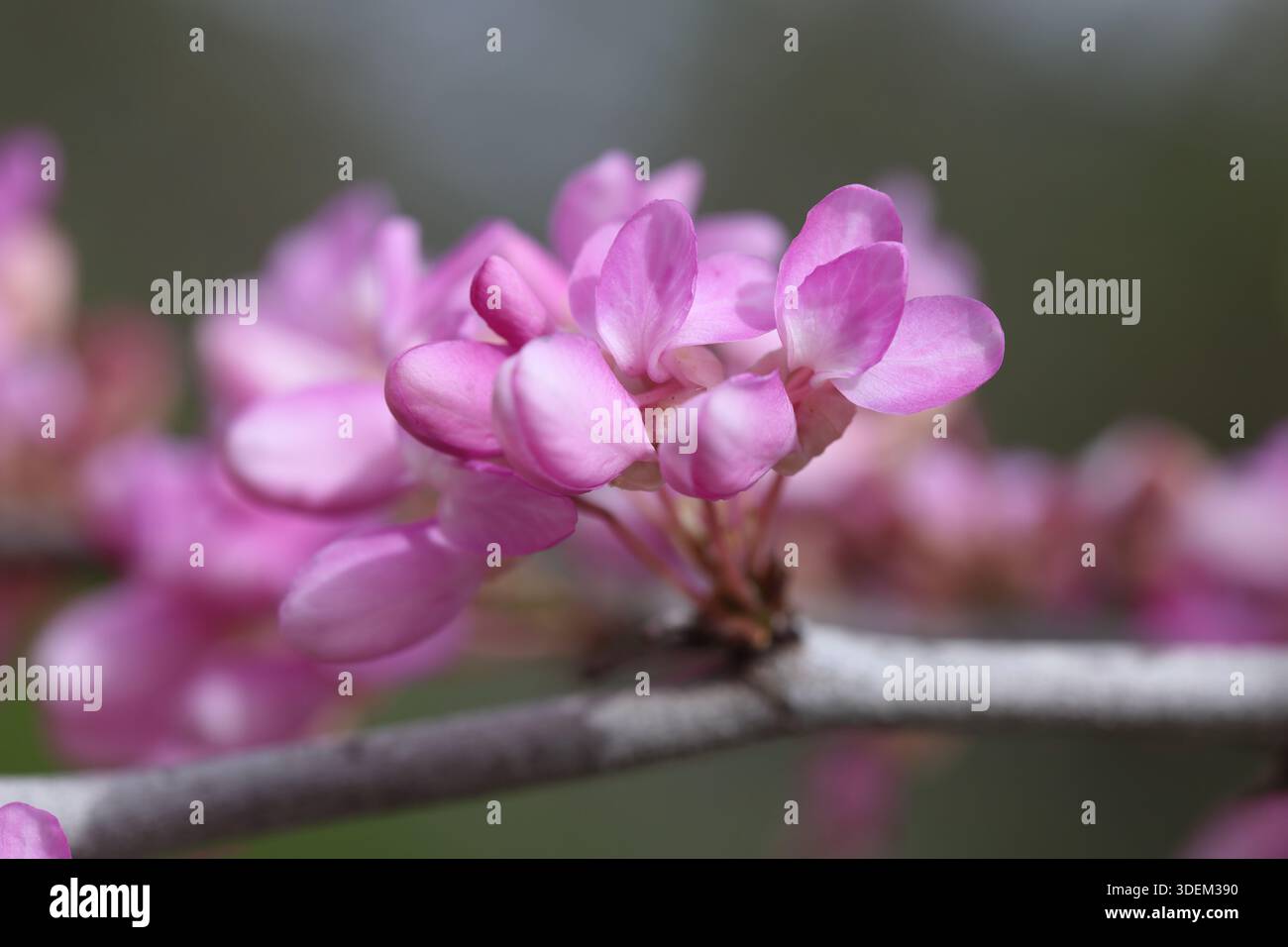 Blüten von Cercis siliquastrum (Judas-Baum) im Frühling. Schöne Blüten des judas-Baumes. Stockfoto