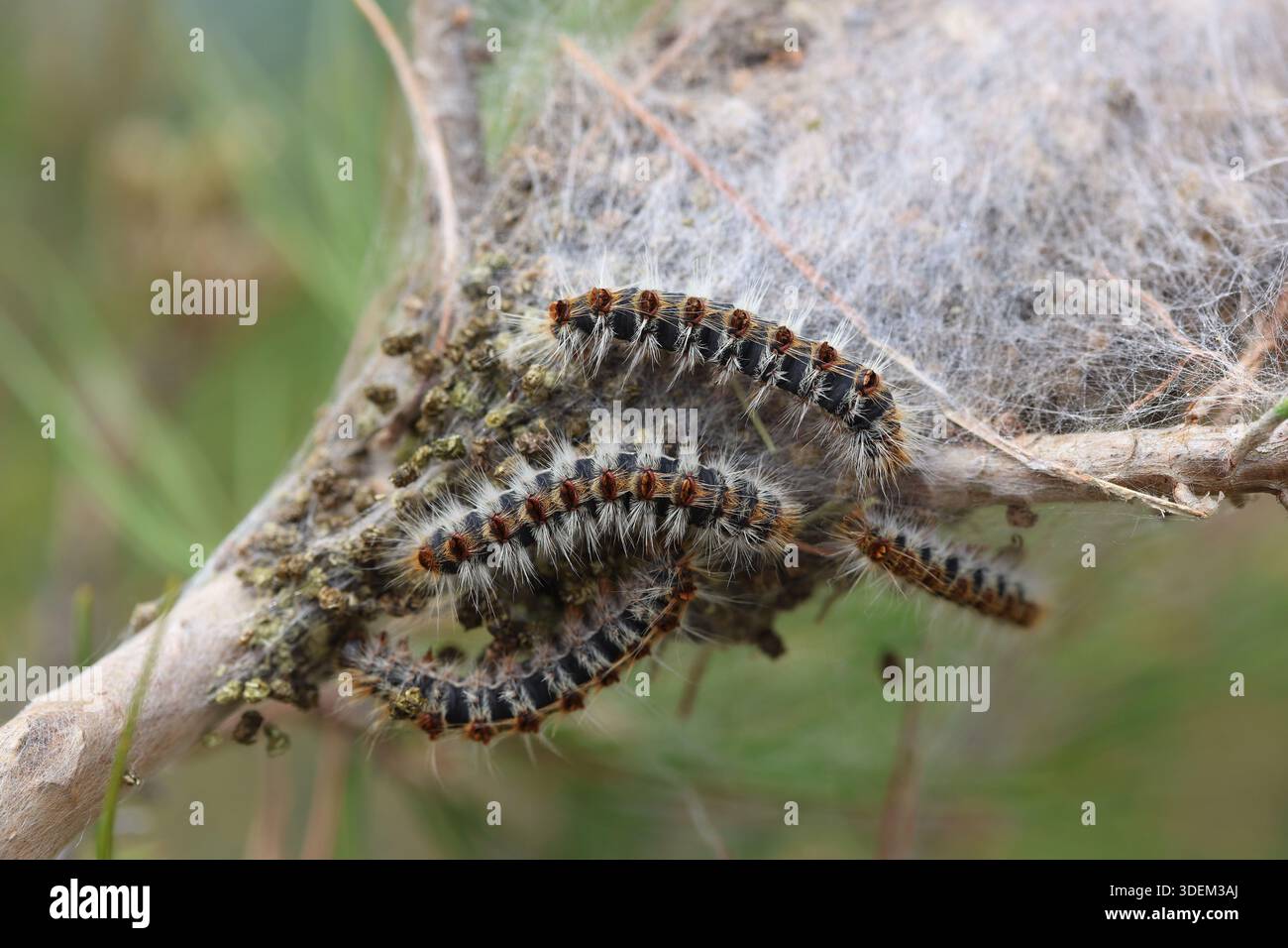 Kiefernprozeßraupen (Thaumetopea pityocampa) versammeln sich auf Baumzweig in der Nähe des Seidennestes – Waldschädlingsverhalten in Nahaufnahme Stockfoto