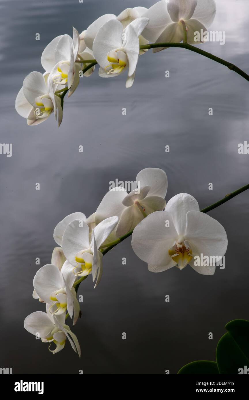 Die weißen Orchideenblüten spiegeln sich im Wasser wider und bringen Vertrauen, Klarheit und raffinierte Ästhetik für Versicherungen, Gesundheitswesen und Wellness-Kleie zum Ausdruck Stockfoto