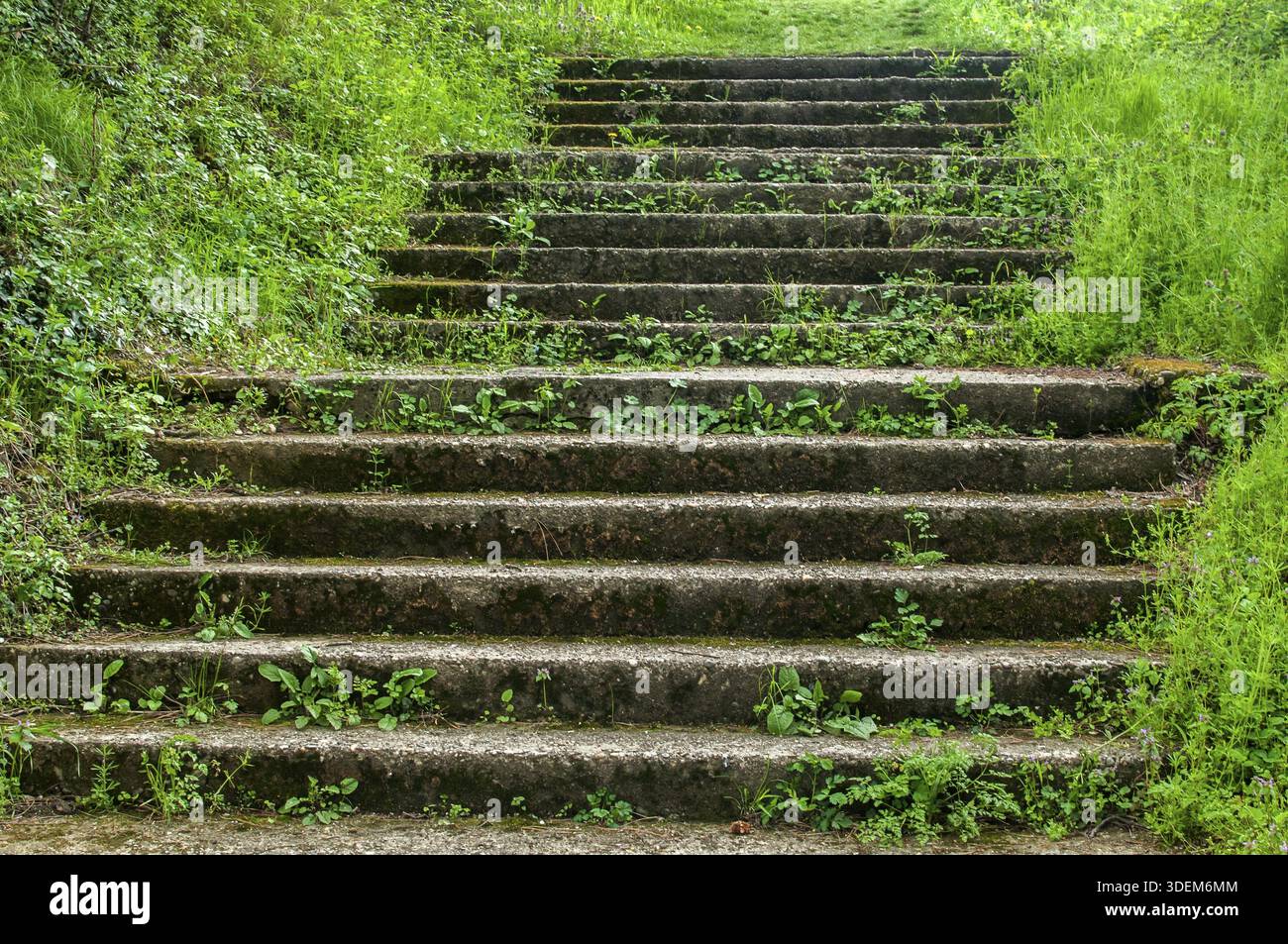 Alte verlassene Steintreppe im Frühling im Park Stockfoto