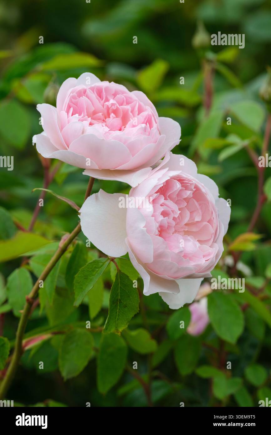 Rosa Wisley 2008, Rosa Ausbreeze, blassrosa, komplett doppelt, leicht geschälte Rosetten, blass bis weiß an den Kanten, Stockfoto