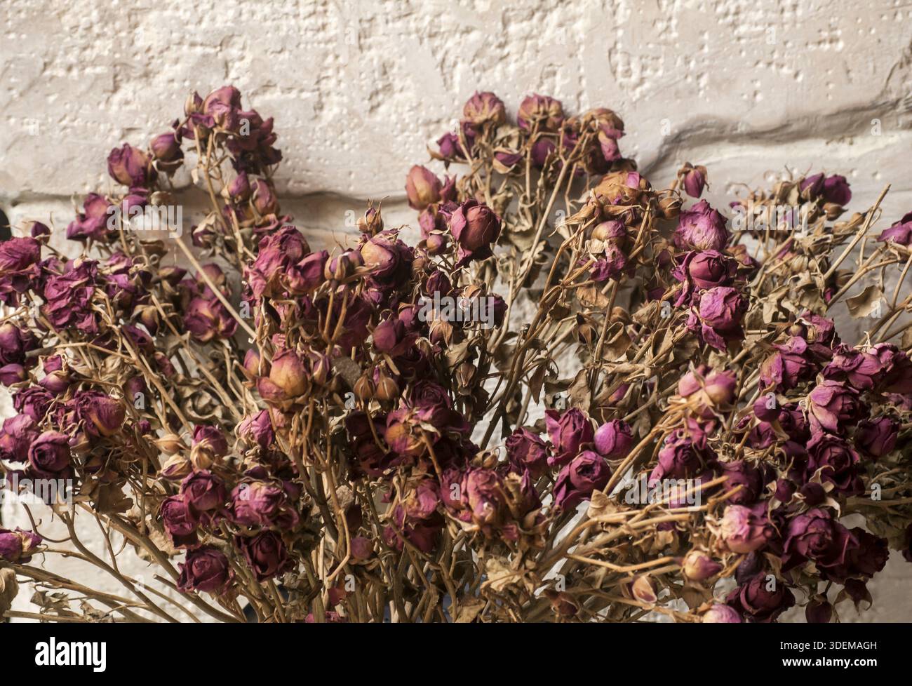 Ein Bukett von getrockneten roten Rosen closeup Stockfoto