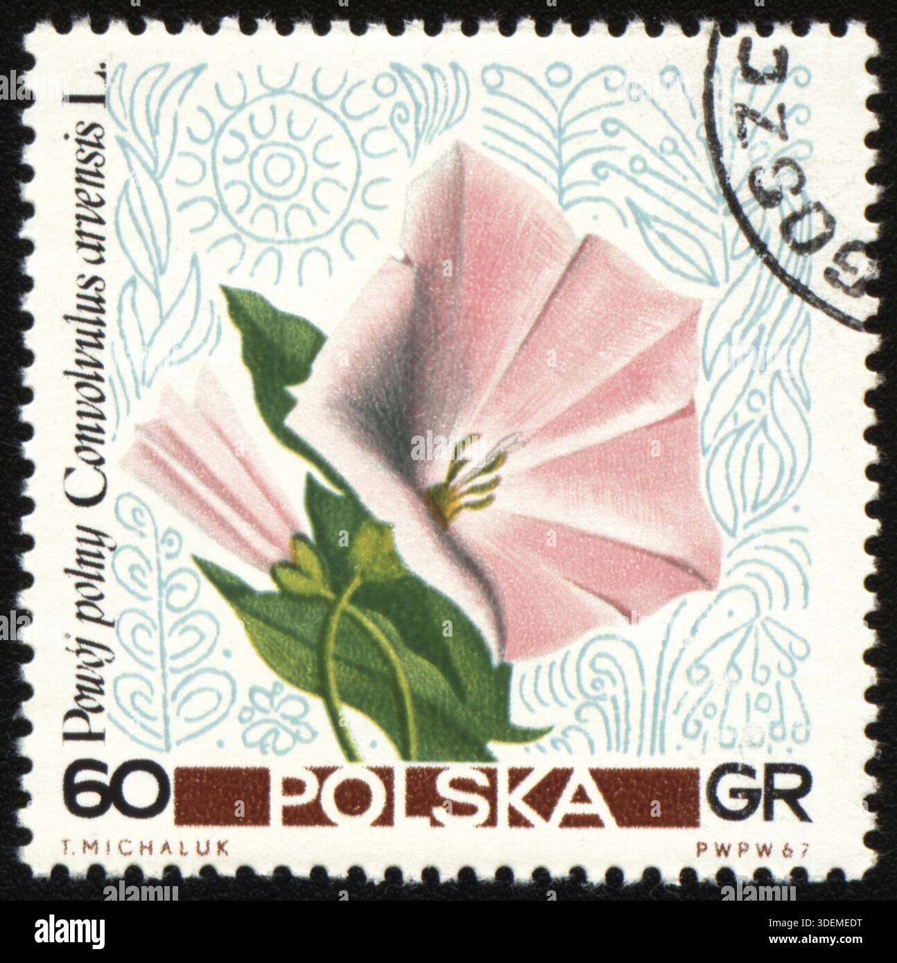 POLEN - UM 1967: Ein in Polen gedruckter Stempel zeigt eine Blume Convolvulus arvensis, um 1967 Stockfoto