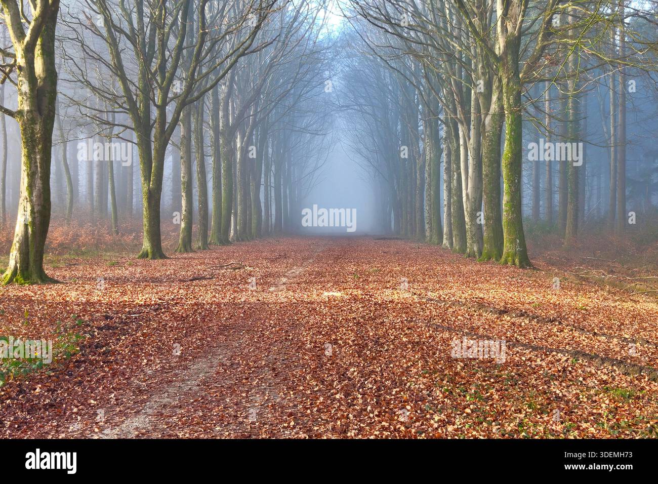 Ein Winternebel umhüllt die hohen Bäume von Grovely Wood in der Nähe von Wilton, Wiltshire, Großbritannien, am letzten Tag des Jahres 2025. Stockfoto