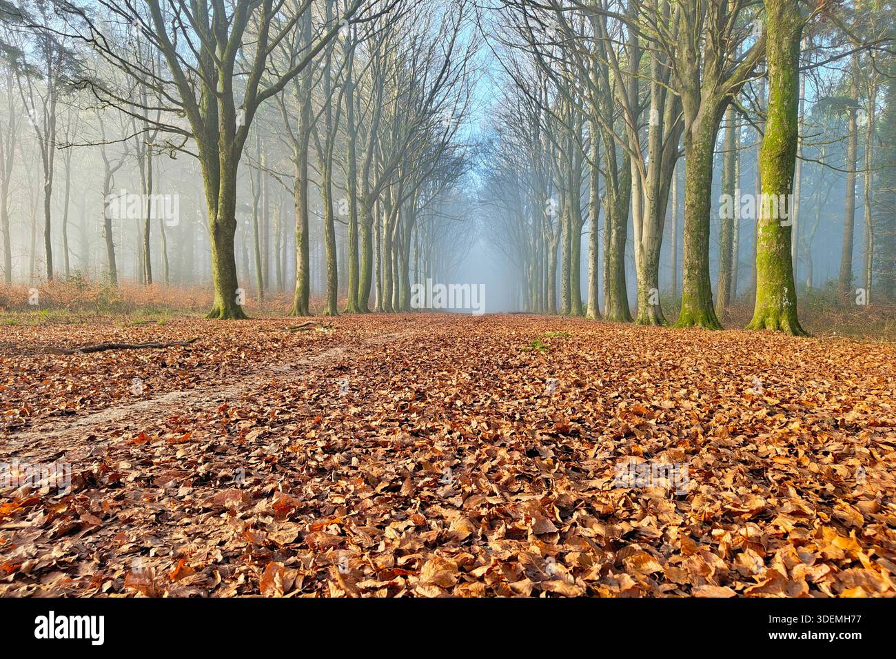 Ein Winternebel umhüllt die hohen Bäume von Grovely Wood in der Nähe von Wilton, Wiltshire, Großbritannien, am letzten Tag des Jahres 2025. Stockfoto