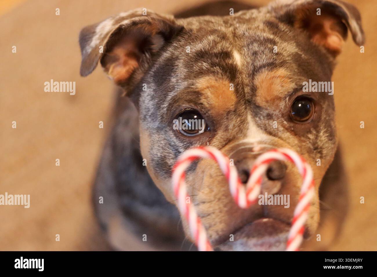Nahaufnahme eines Hundes, der einen Zuckerstock isst und in die Kamera schaut Stockfoto