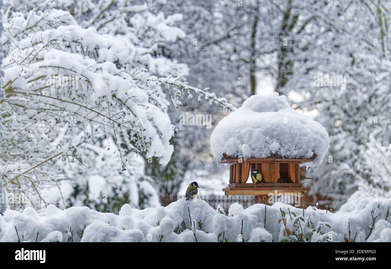 Gartenvögel finden nach dem Wintereinbruch im Hamburger Kirchwerder Futter in einem Vogelhaus, einem Vogelfutterhäuschen. Fuenfhausen, Kirchwerd Stockfoto