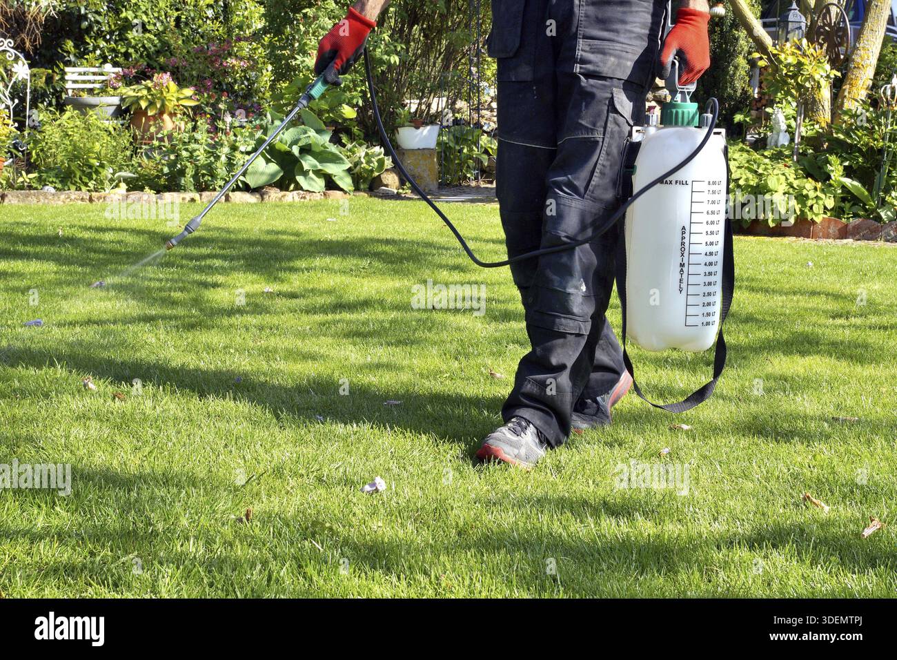 Sprühen von Pestiziden mit tragbarem Sprühgerät zur Beseitigung von Gartenunkräutern im Rasen. Weedizidspray auf das Unkraut im Garten. Der Einsatz von Pestiziden ist gefährlich Stockfoto