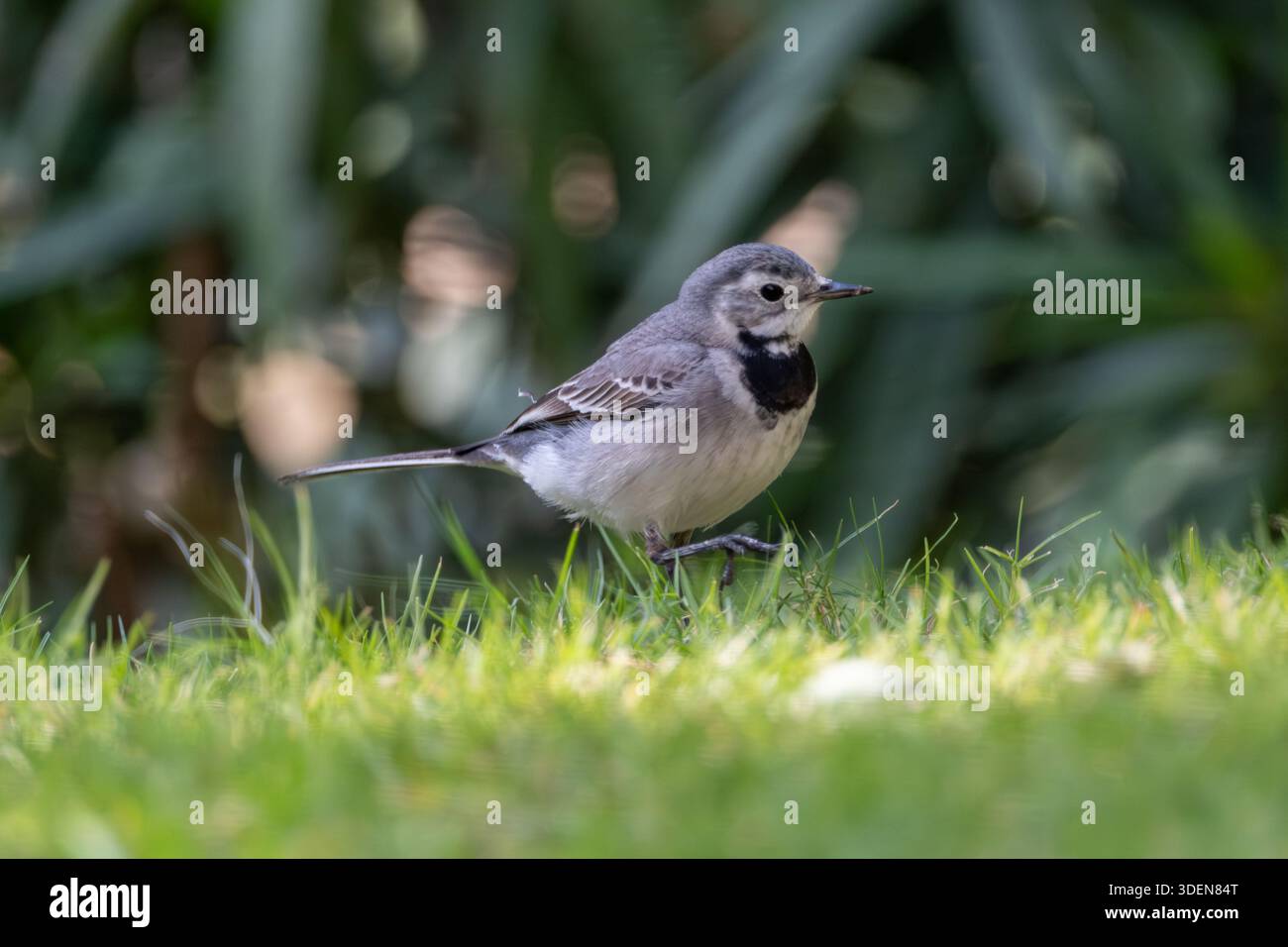 Weiße Bachstelze (Motacilla alba) auf dem Gartenrasen in Kairo, Ägypten Stockfoto