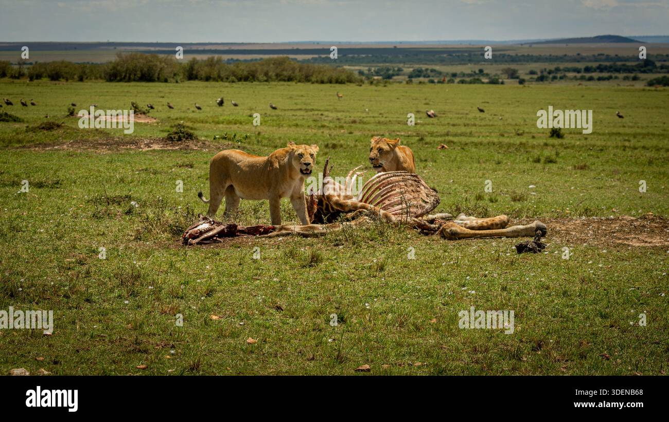 Löweninnen gehören zu meinem Portfolio wilder Afrika Stockfoto