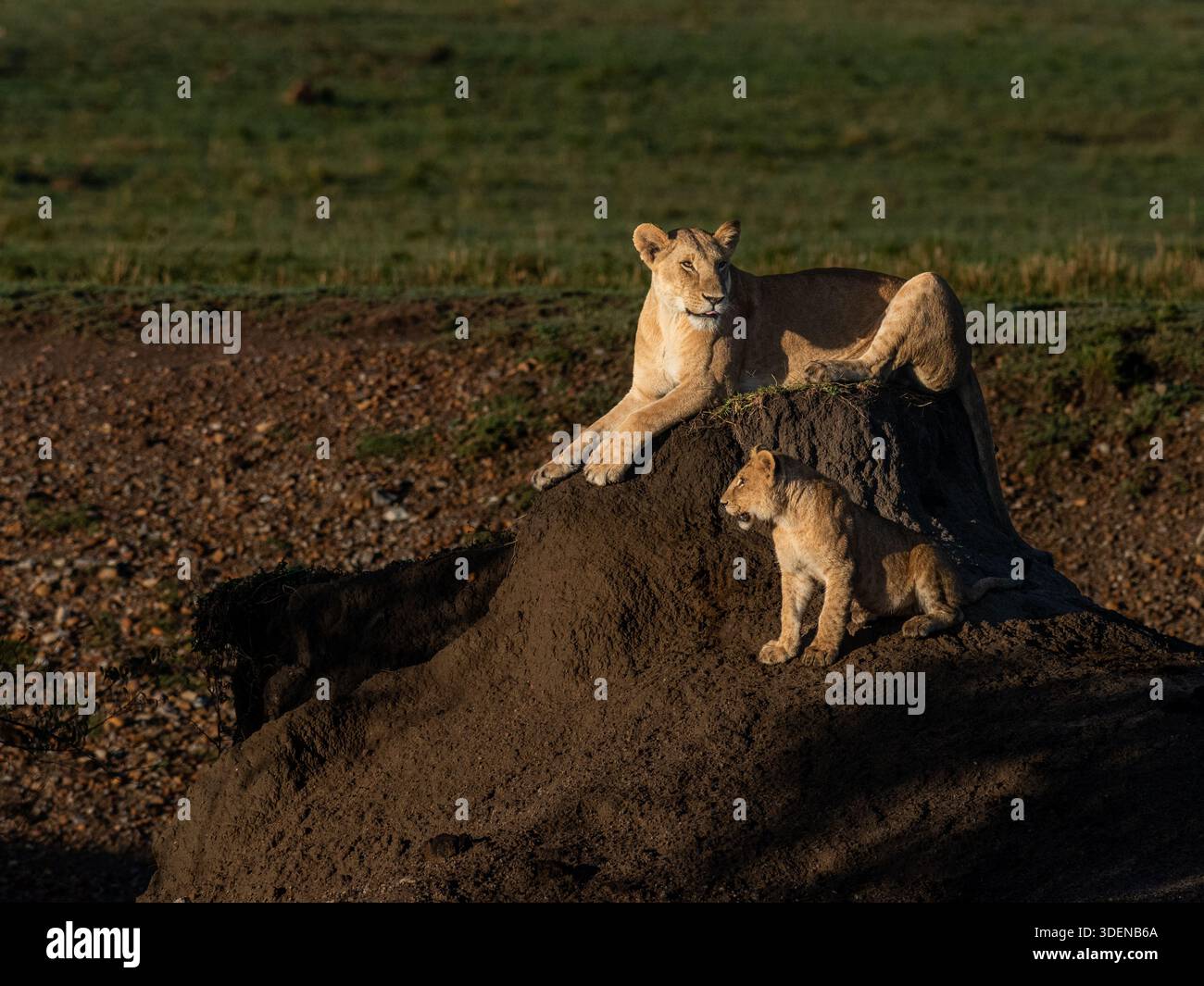 Löweninnen gehören zu meinem Portfolio wilder Afrika Stockfoto