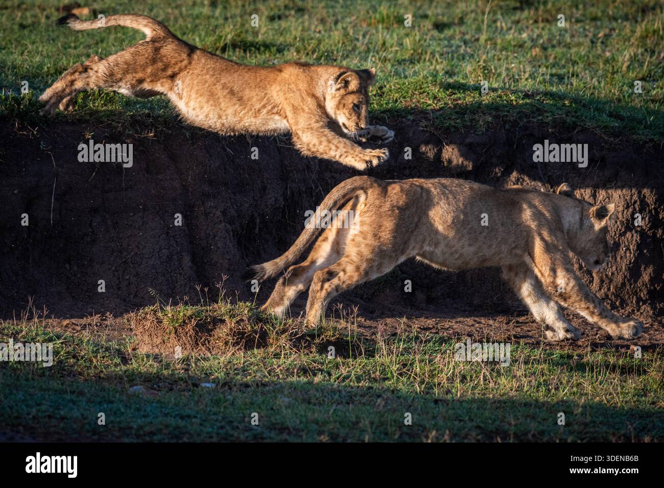 Löweninnen gehören zu meinem Portfolio wilder Afrika Stockfoto