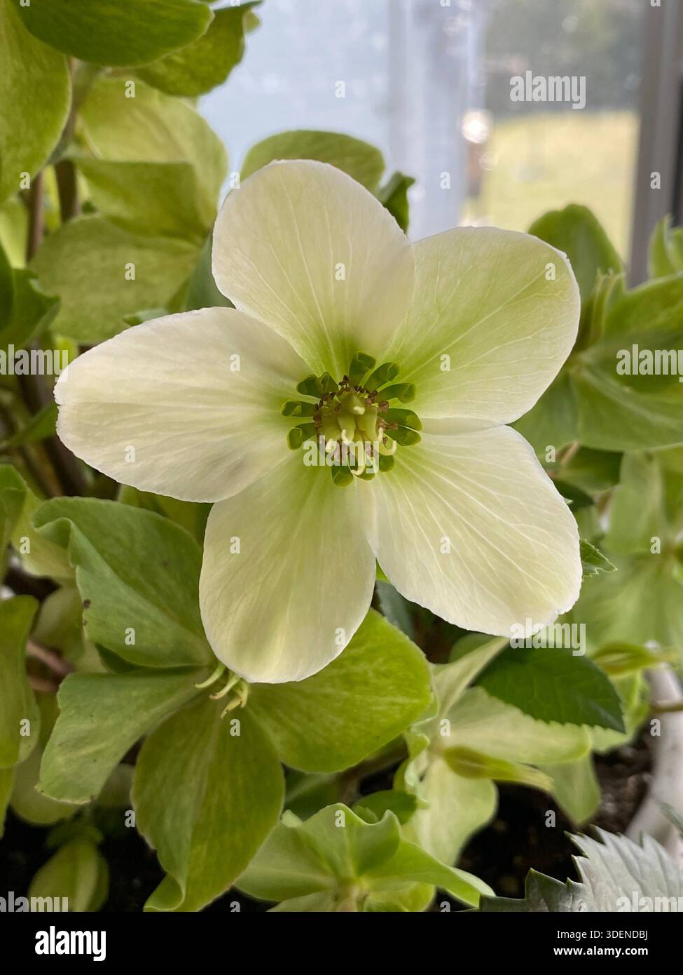 Nahaufnahme einer blühenden, weißen Hellemoore-Blüte, in voller Blüte, mit einer breiten Öffnung, die die Stigmen, Blütenstempel, Antheren und Nektaren enthüllt, mit gre - Smartphone-aufgenommenes Stockfoto