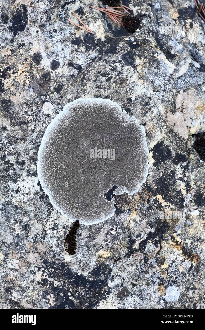 Lobothallia radiosa Flechten, eine Felsenflechte, auch bekannt als gepuffte Sunken-Disk Flechte, die auf Kalksteinfelsen wächst Stockfoto