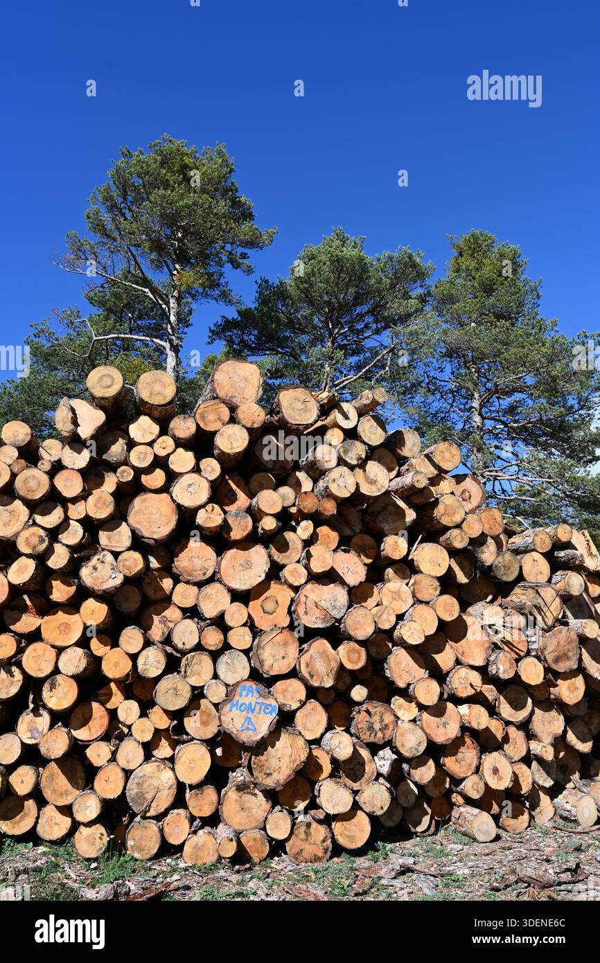 Stapel von geschnittenen Kiefernstämmen Stockfoto