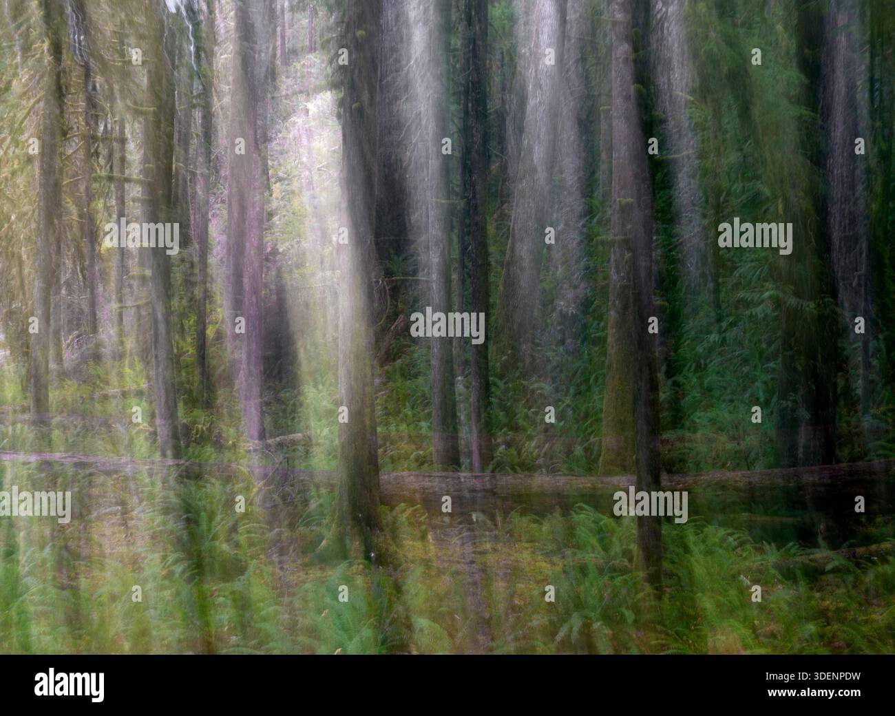 WA26964-00..... WASHINGTON - abstrakter Wald, Olympic National Park. Stockfoto