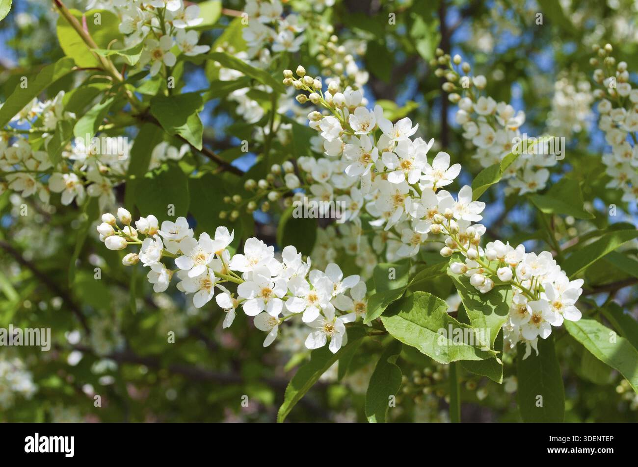 Blühender Vogelkirschbaum auf blauem Himmel Hintergrund im Frühling Stockfoto