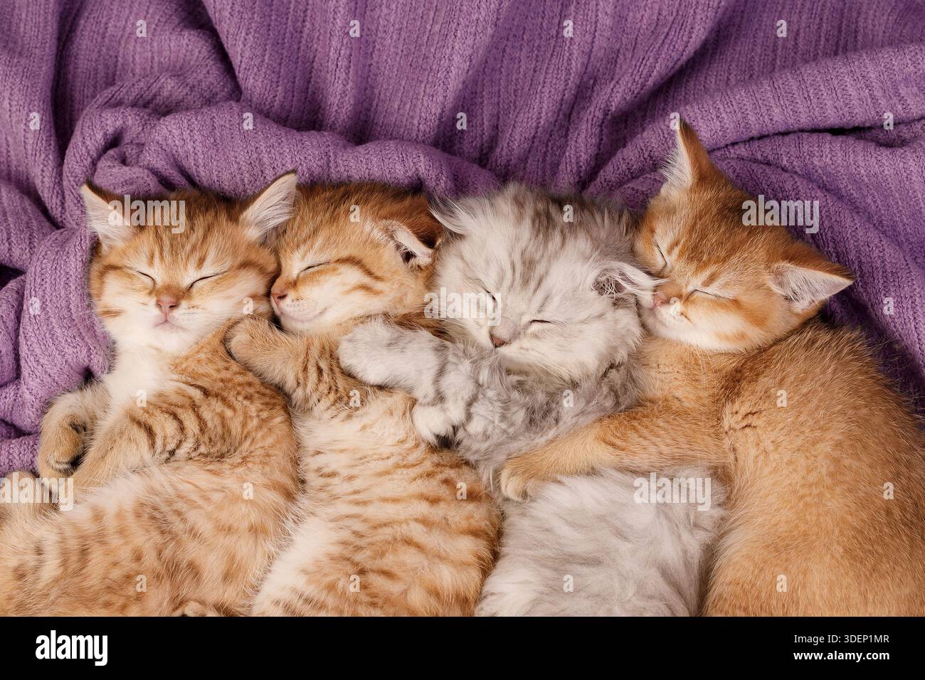 Eine Gruppe von vier entzückenden neugeborenen Kätzchen, drei Ingwertabby und eines Grau, die friedlich miteinander schlafen und sich auf einem weichen, lila stricktuch für Wärme zusammenschellen Stockfoto