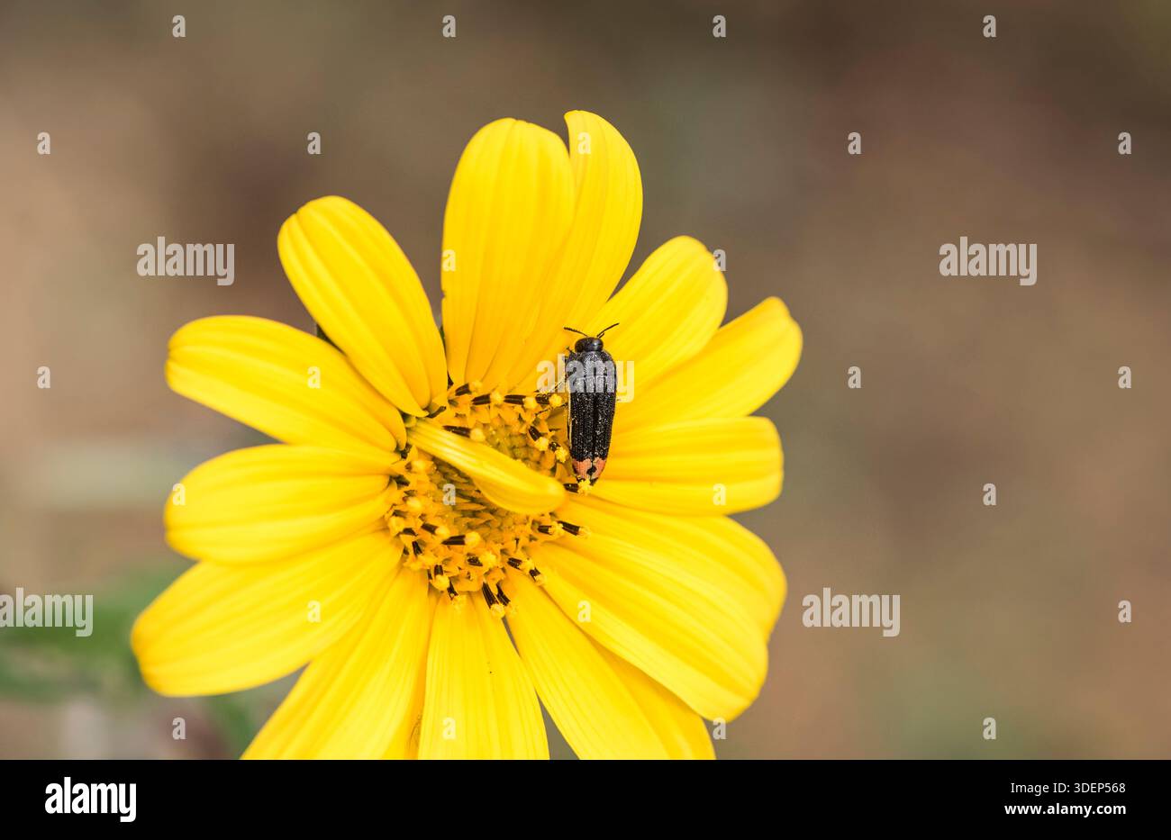 Gelbliche Blume Buprestid (Acmaeodera flavomarginata) auf einer Blume in der Sierra Juarez, Mexiko Stockfoto
