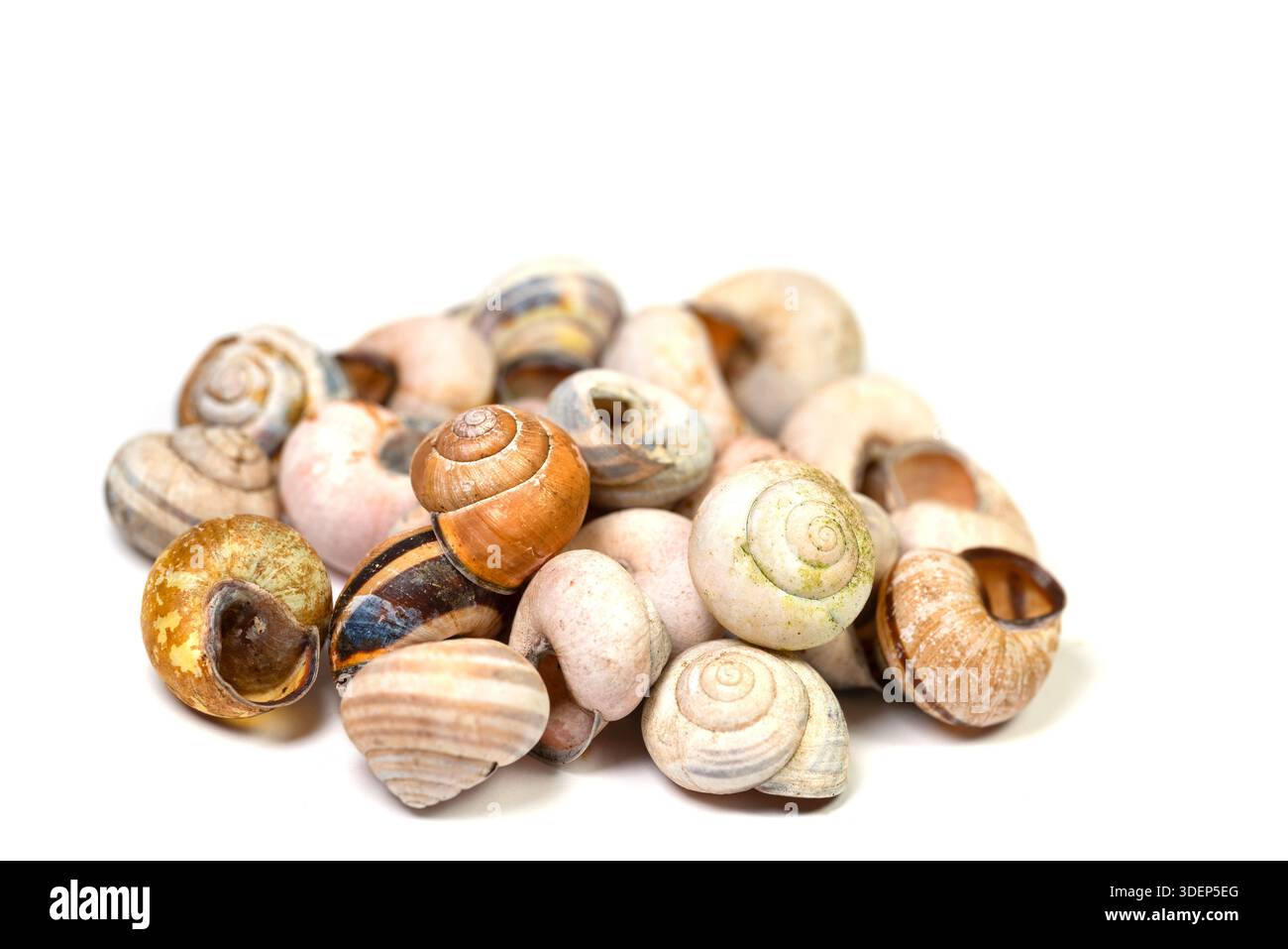 Leere Schneckenschalen auf weißem Hintergrund Stockfoto